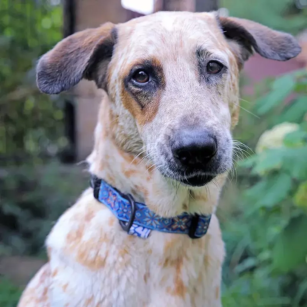 Ошейник регулируемый для собак облегченный "Поларис"