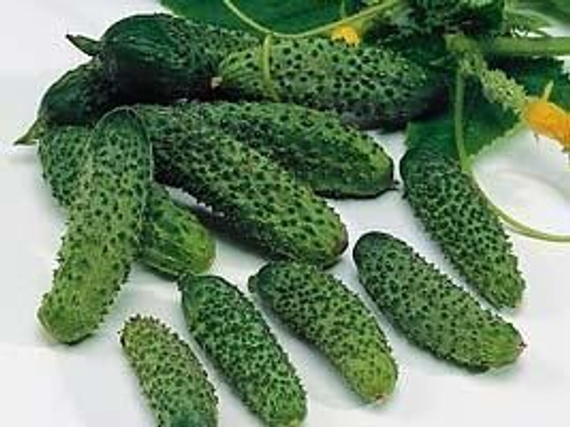 ЭКОЛЬ F1 семена огурца партенокарпического (Syngenta) описание – фото 3