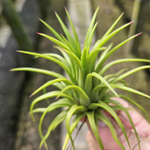 Тилландсия ionantha Maroon