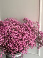 Гипсофила в розовом оттенке