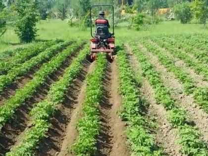 Окучивание картофеля минитрактором. Видео