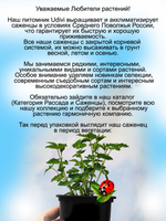 Княженика Эпле полярная малина княжья ягода