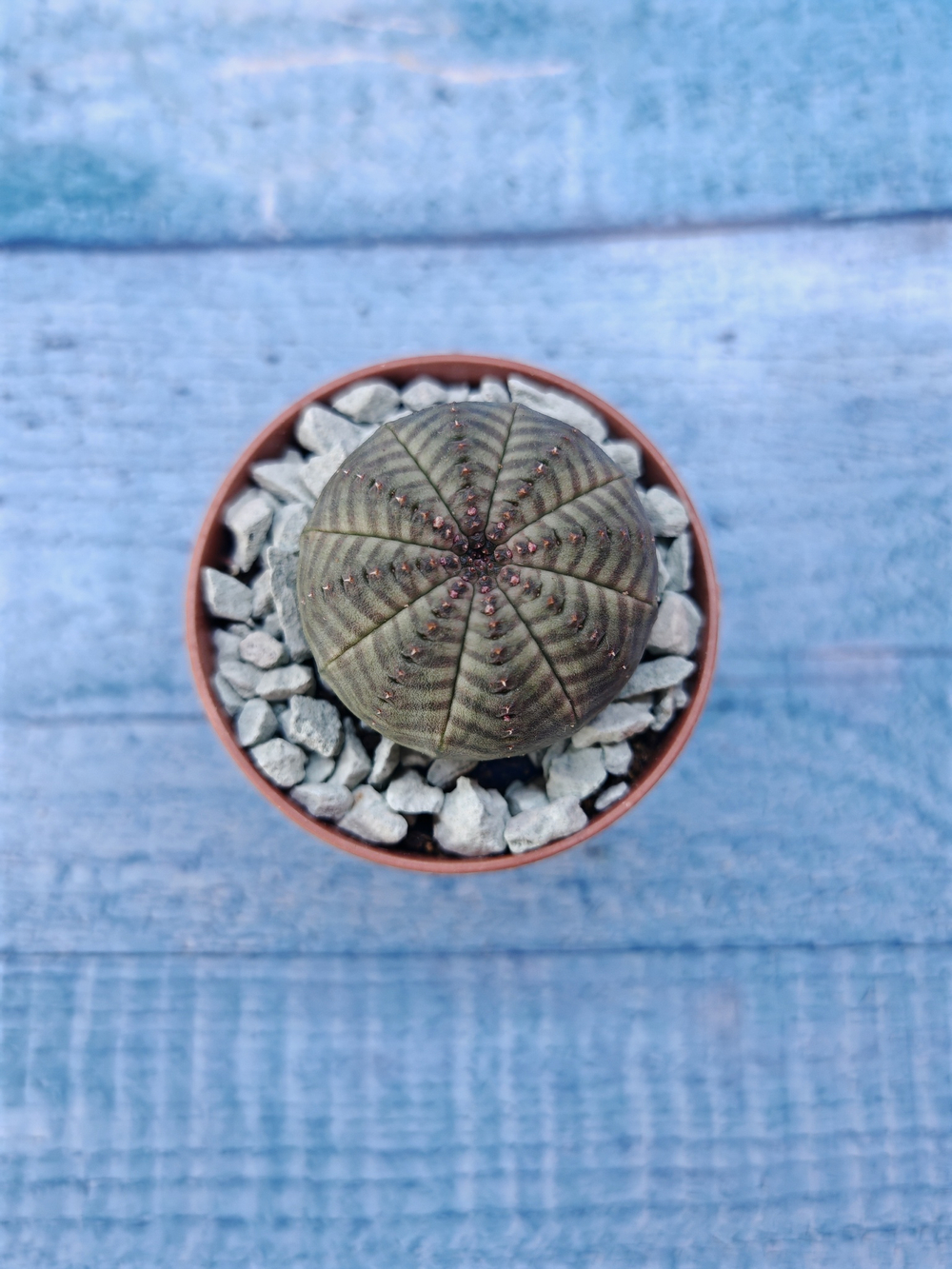 Суккулент Euphorbia Obesa (Эуфорбия)