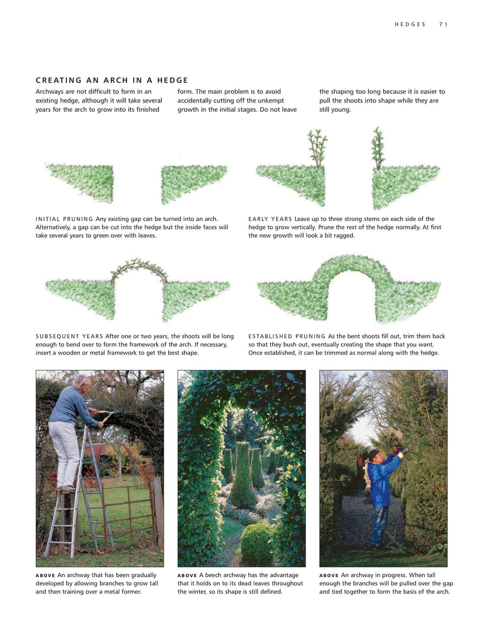 Practical Guide to Pruning, Training and Topiary