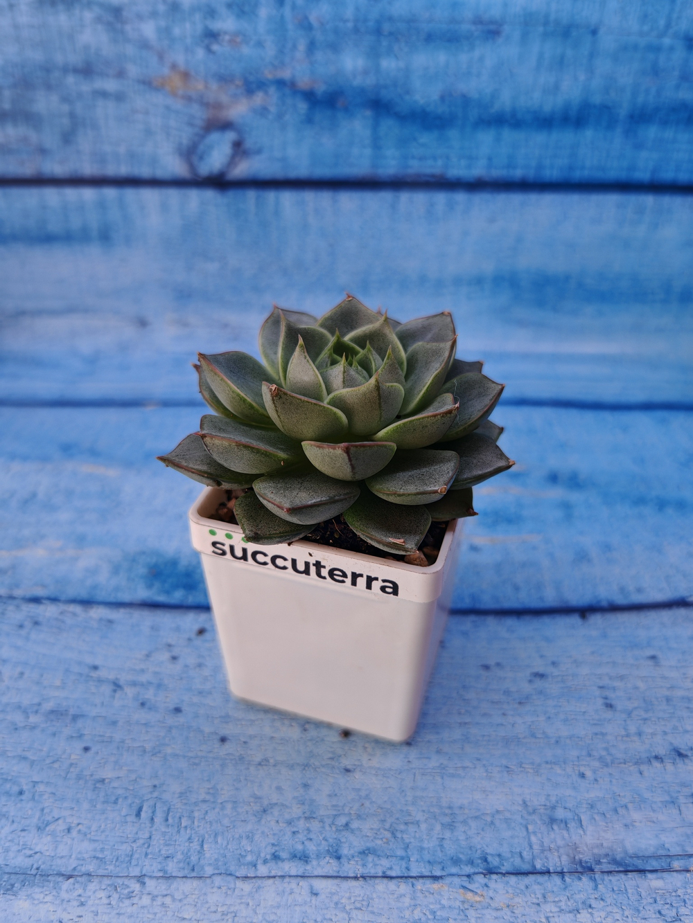 Echeveria Fabiola (Эхеверия)