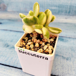 Сotyledon Tomentosa variegated (Котиледон)