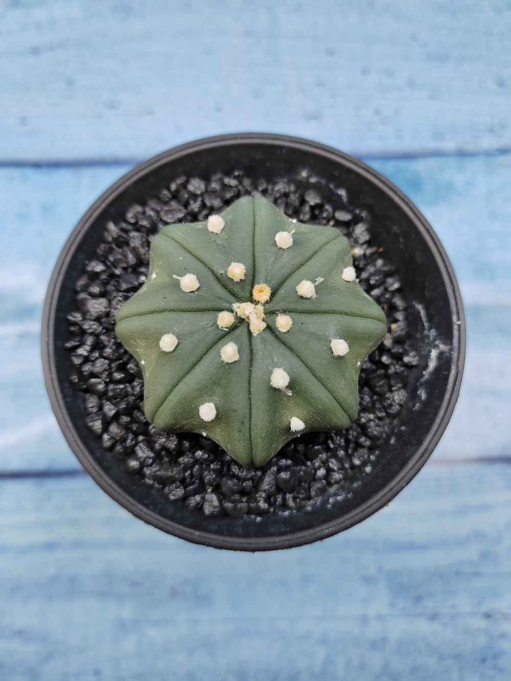 Astrophytum Asterias (Астрофитум)