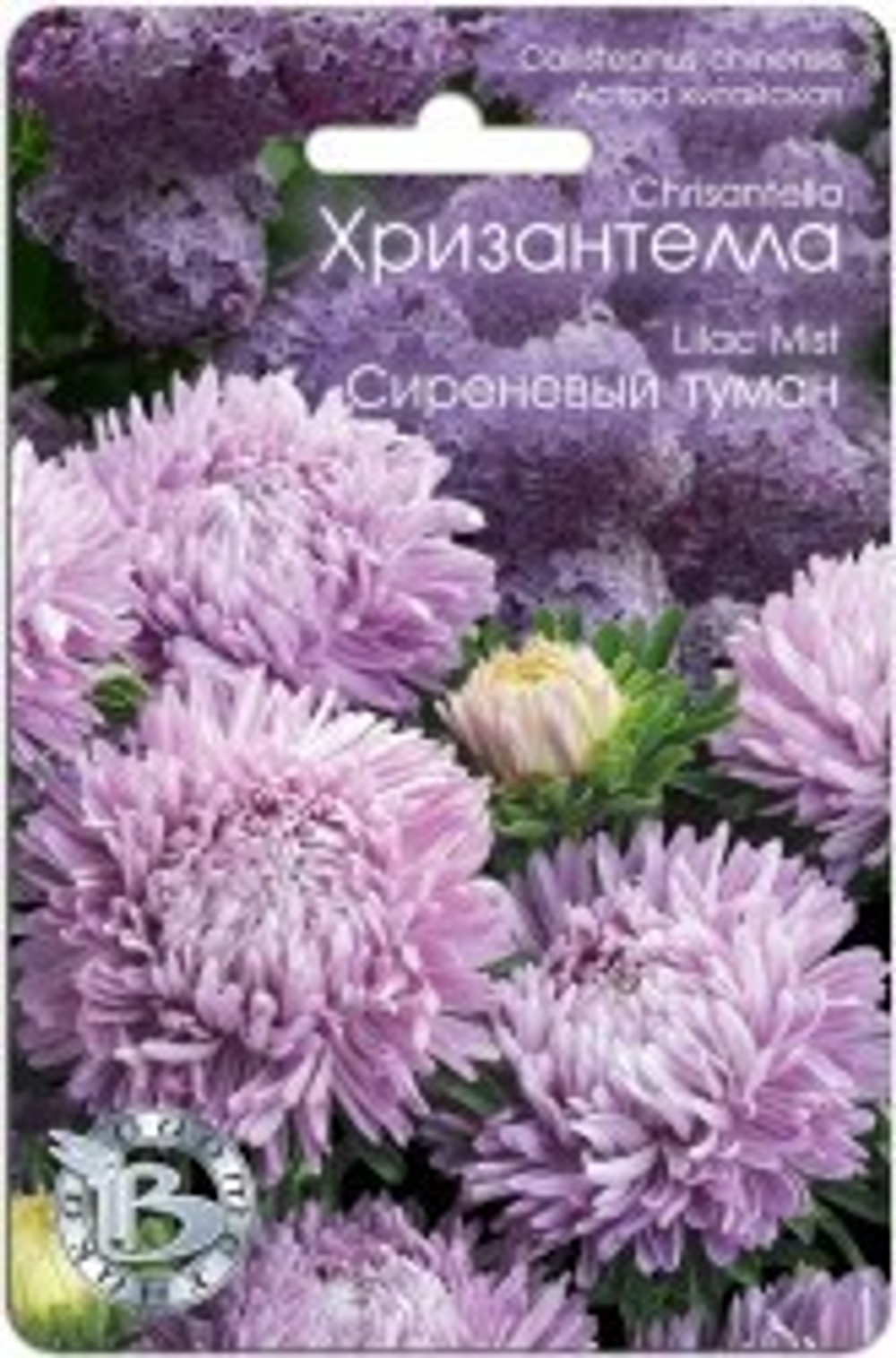 Хризантелла Сиреневый туман