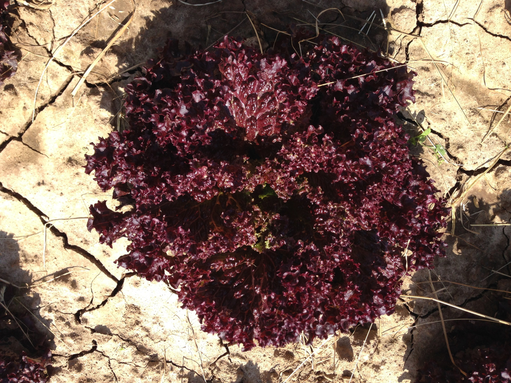 Кармези семена салата лолло росса (Rijk Zwaan / Райк Цваан)