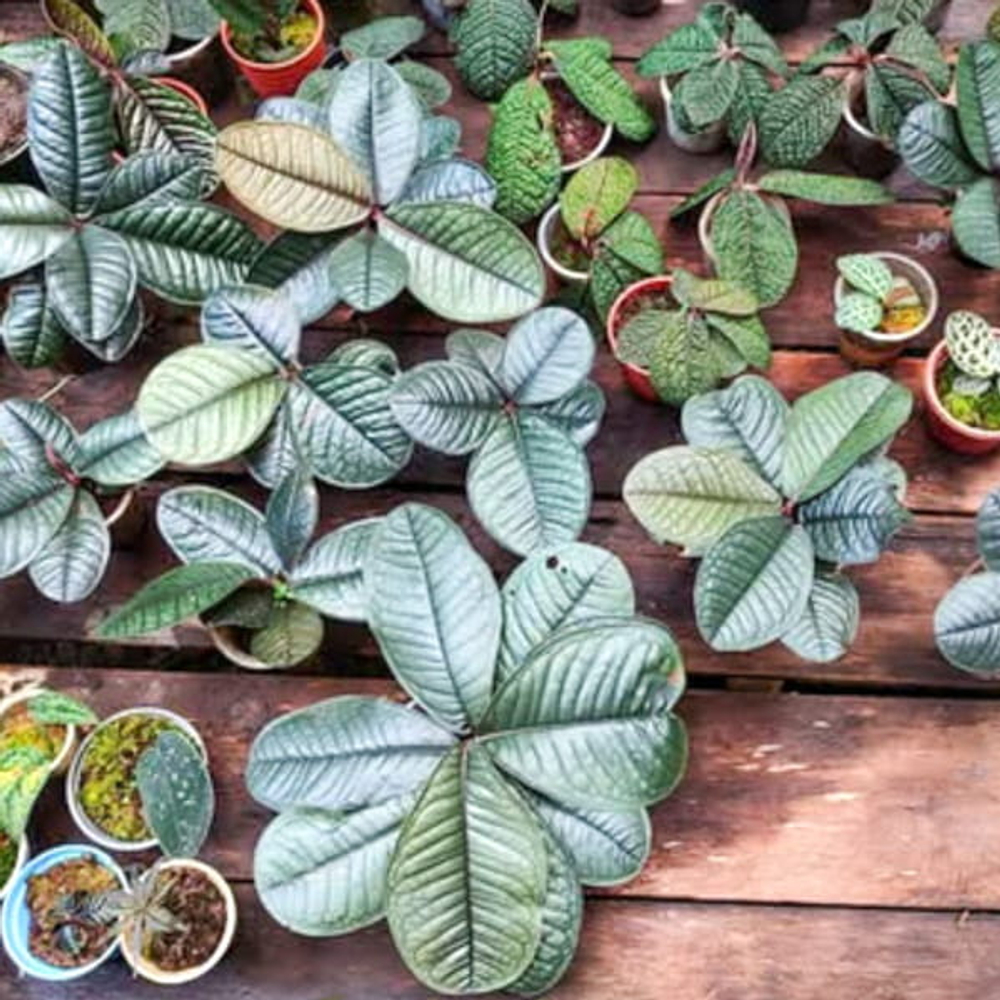 Лабизия SP KAPUAS 01