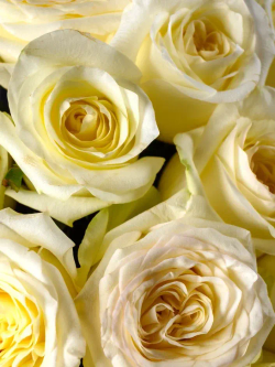 Букет из 25 пионовидных роз (Канделайт 50 см) *