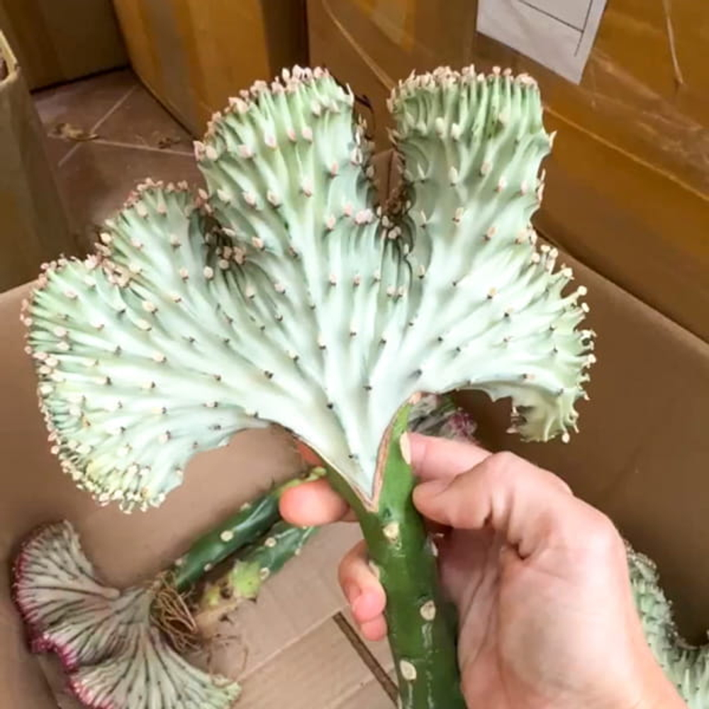 Эуфорбия лактеа кристата GRAY