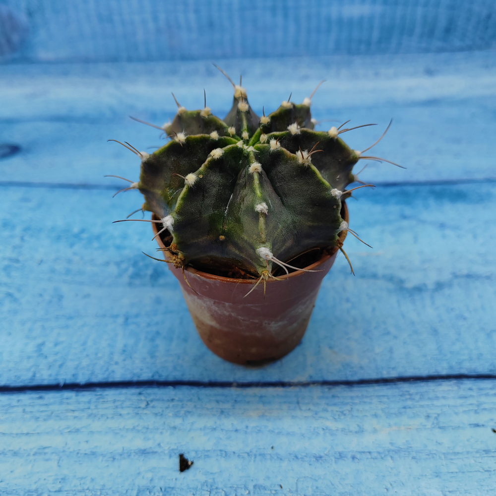 Gymnocalycium Friedrichii (Гимнокалициум)