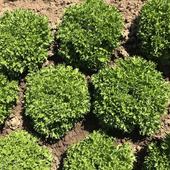 Экспертайз семена салата хрустящего с сильно рассеченным листом (Rijk Zwaan /ALEXAGRO) культура – фото 3