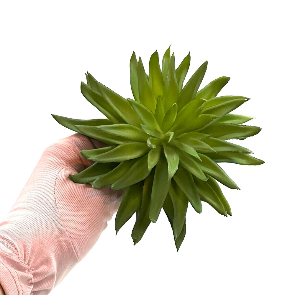 Суккулент 101 зеленый