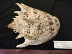 Волюта Империалис "130-195мм"