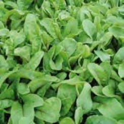 Рубиноа семена мангольда (Enza Zaden / Энза Заден)