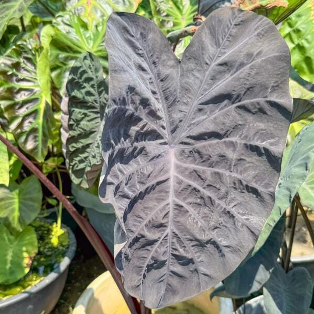 Колоказия PHANTOM