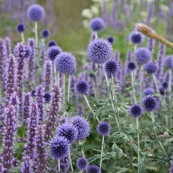 Мордовник обыкновенный Вейчс Блю С2 Закупка М39 июнь 2026