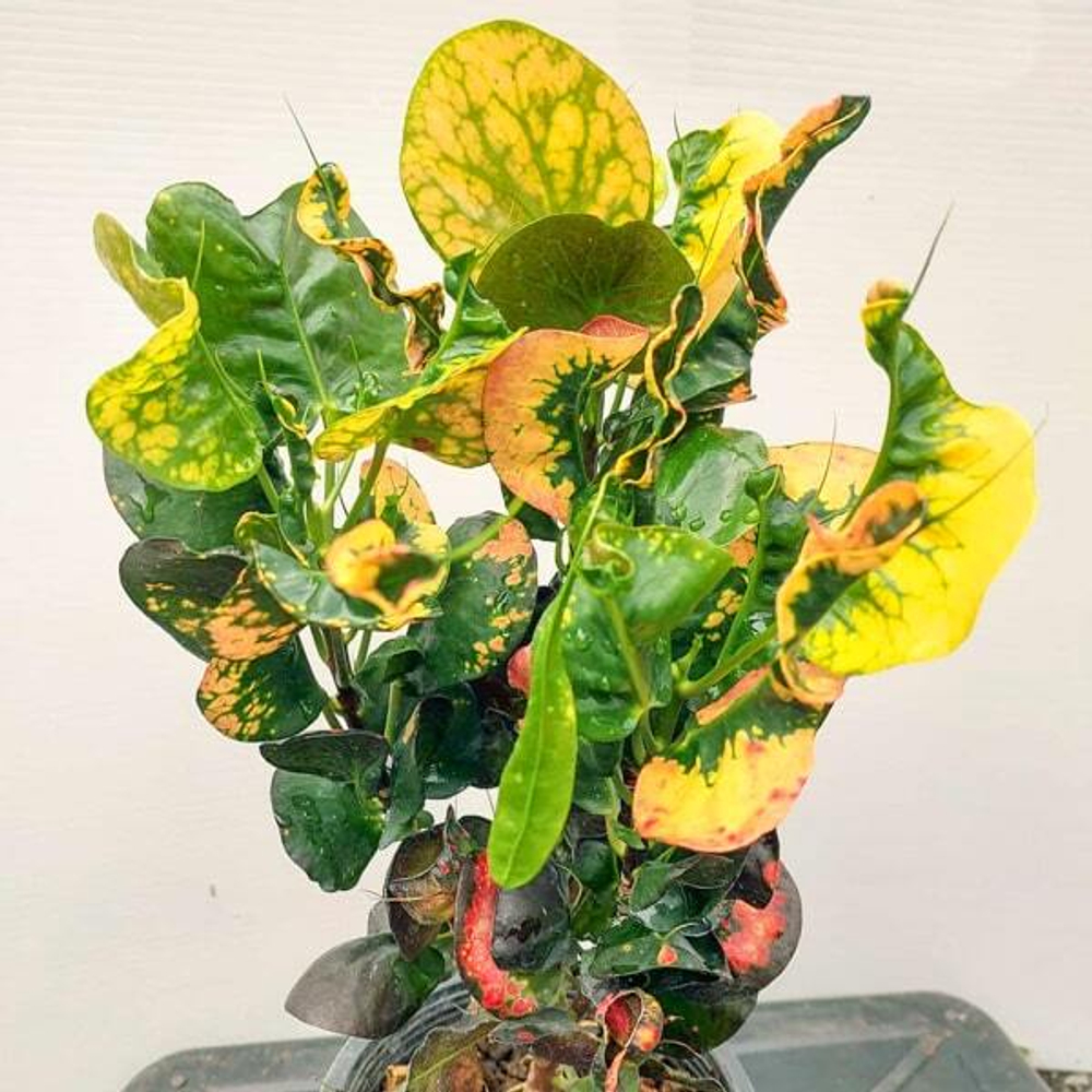 Кротон PHRA NAKHON