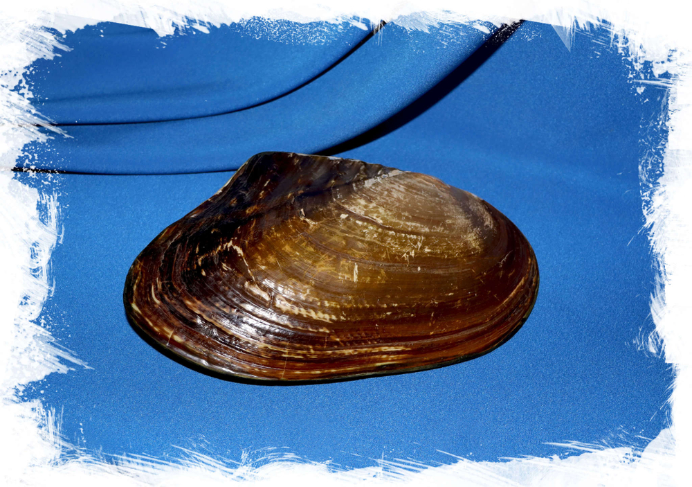 Морская ракушка жемчужница для декора