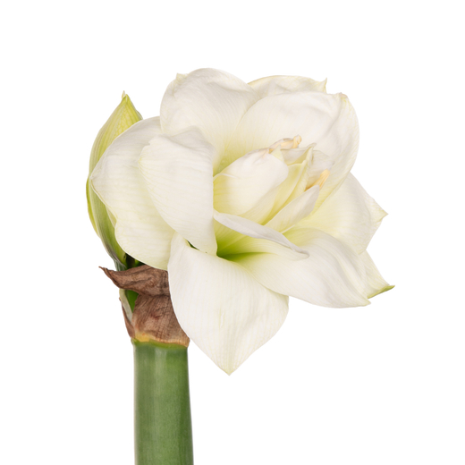 Амариллис Албарино Закупка М80 сентябрь 2026