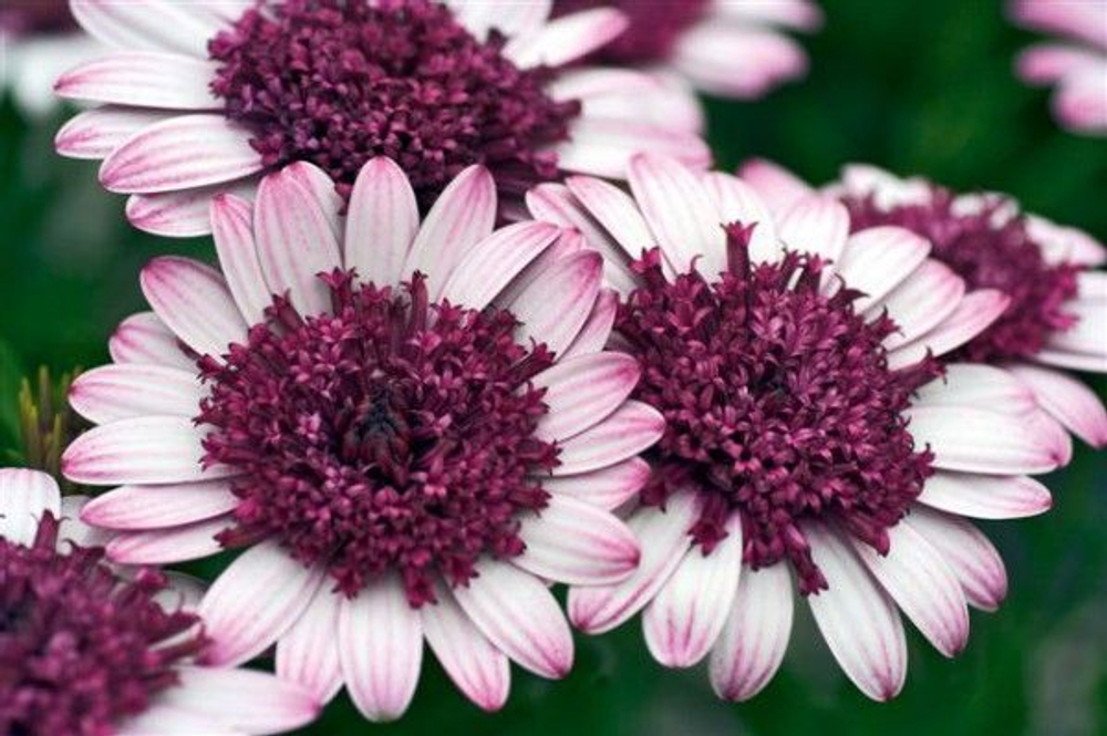 Остеоспермум махровый 3D Berry White ОКС укорененный черенок