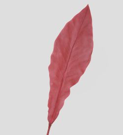 TR 605L Антуриум