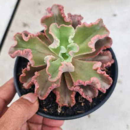 Эхеверия OCTOPUS