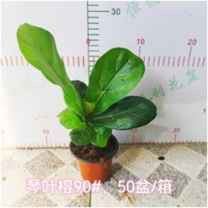 Фикус Lyrata д.9