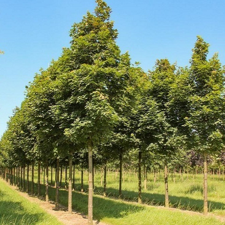 Клен остролистный