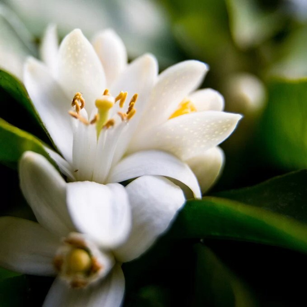 Отдушка CS - Нероли и Белый Жасмин (Neroli and White Jasmine)