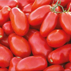 Тейлор F1 семена томата детерминантного (Nunhems / Нюнемс)