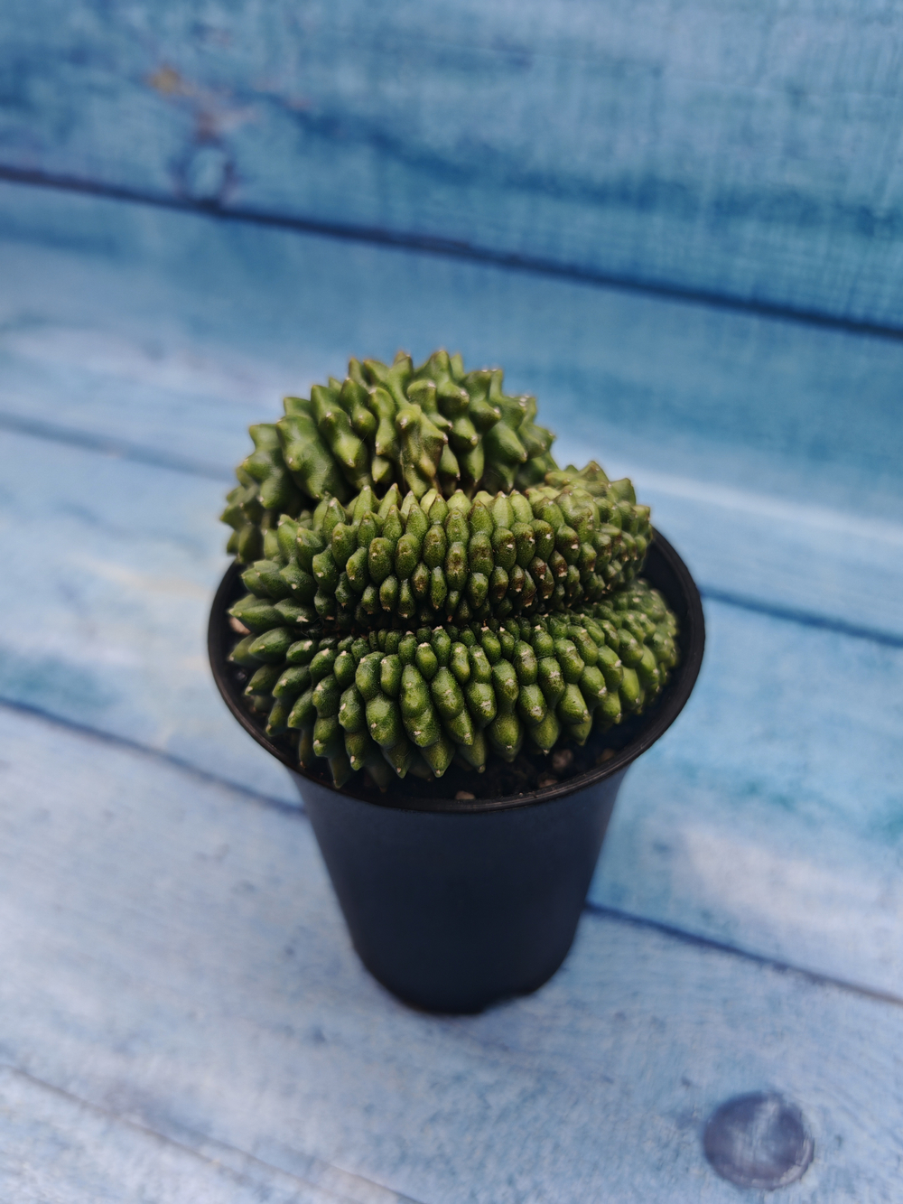 Gymnocalycium Spineless Crested form (Гимнокалициум Кристатный)