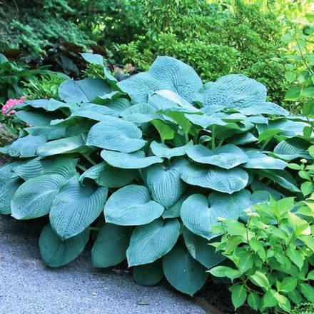 Хоста Бакшоу Блю