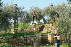 Оливковое масло CENTONZE Case Di Latomie I.G.P., Extra Virgin, темная бутылка 500 мл, Италия