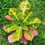 Кротон KING DEVIN