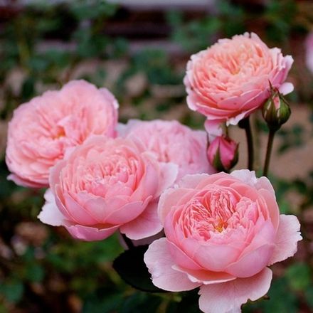 Зе Алнвик Роз (The Alnwick Rose)