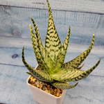 Aloe Bronze Lizard (Алоэ)