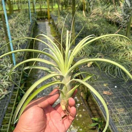 Тилландсия Royale (balbisiana x Velutina)