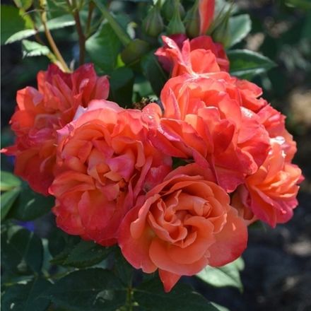 Революсьон (Revolucion)