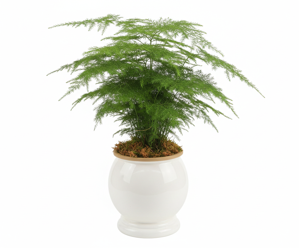 Аспарагус Earth Mexican Fern пластиковый горшок д.12