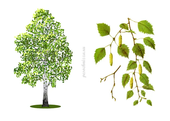 Изображение товара Лист Березы Горы Алтая 50 гр фотография