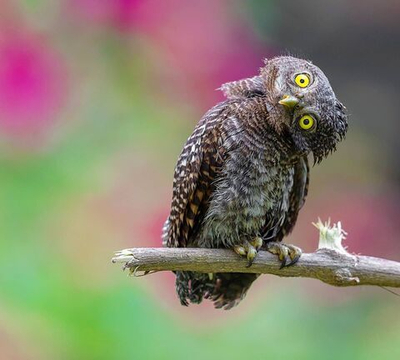 Товар с картинками модификаций