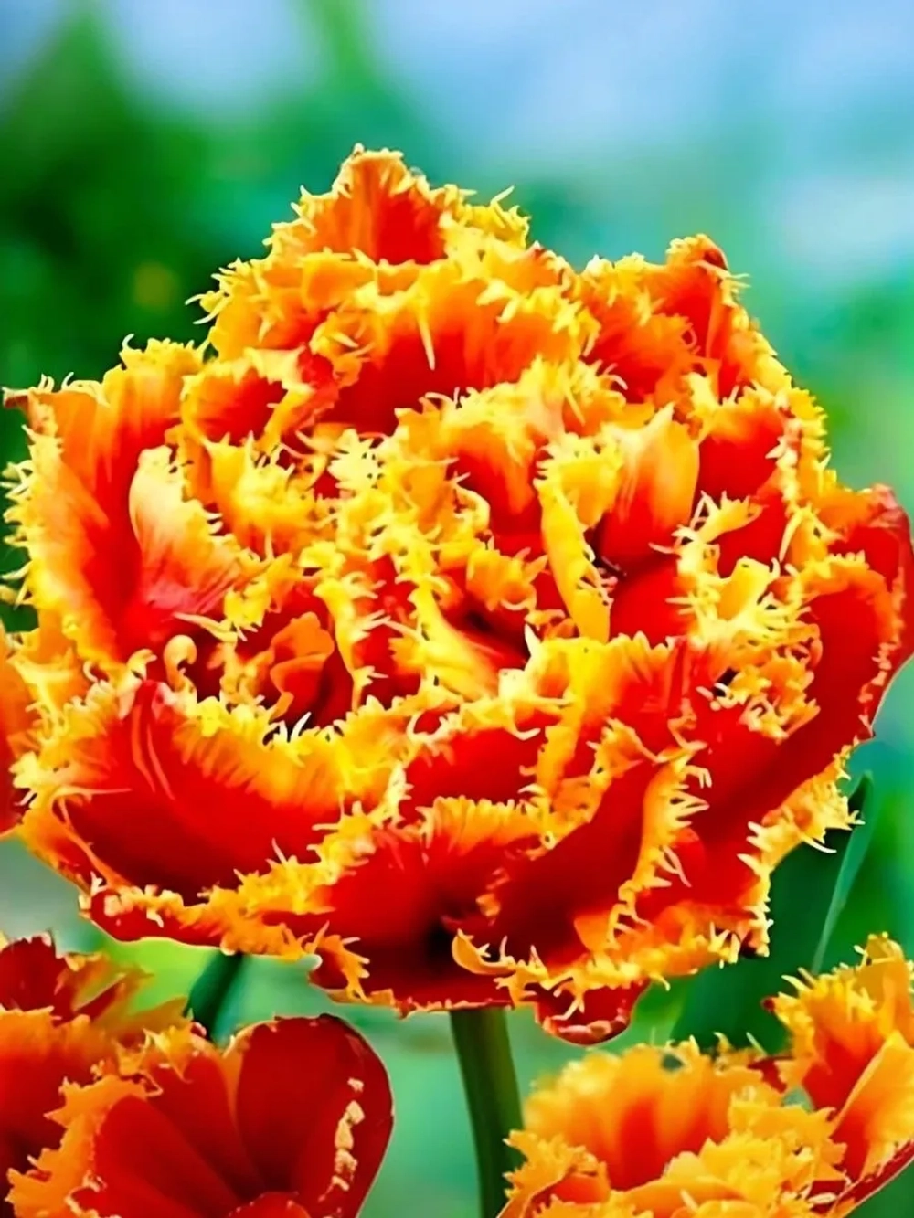 Тюльпан Махрово-бахромчатый Голд Даст