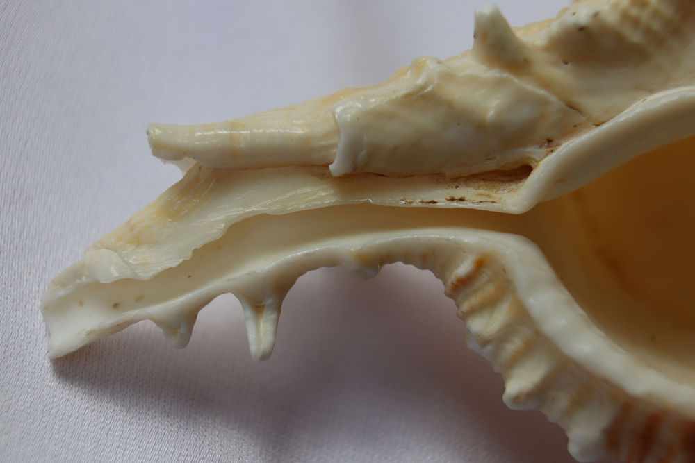 Мурекс плисифероидес (Murex pliciferoides)