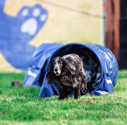 Жесткий тоннель для аджилити DOGLEA 4 метра