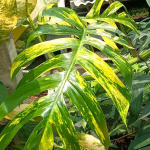 Эпипремнум PINNATUM GOLDEN FLAME MATURE