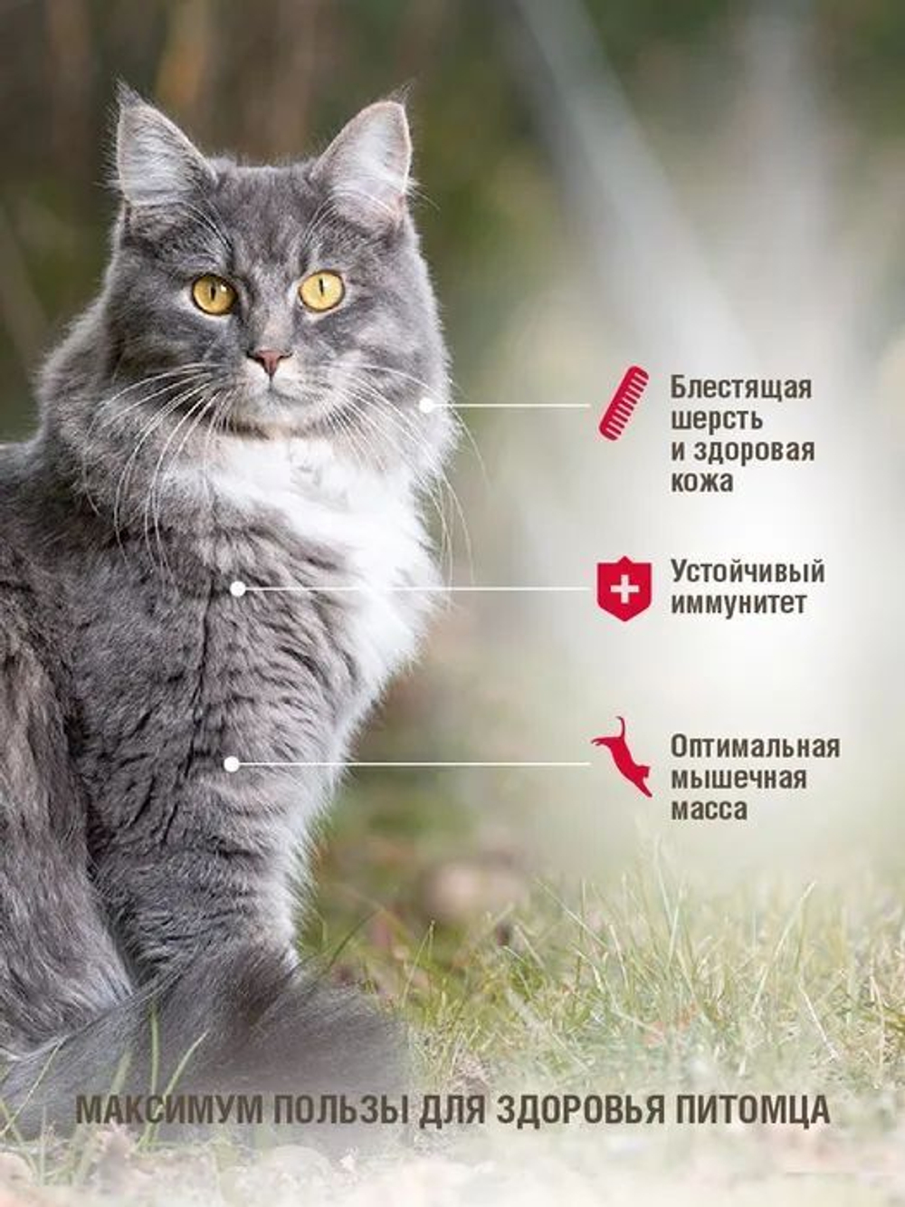 Корм для кошек сухой DARSI Adult для взрослых животных всех пород, мясное ассорти, 10 кг
