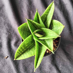 Сансевиерия VEERA